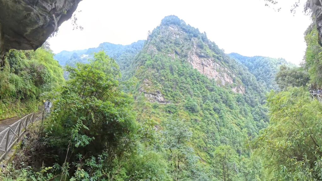 Montaña cubierta de bosque